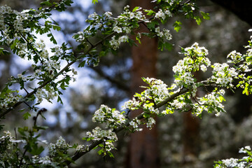 Hawthorn branch with clusters of white blossoms under soft sunlight in a forest setting. A peaceful spring nature background
