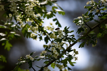 Dense blooming hawthorn branch in spring forest, surrounded by lush greenery and natural light. A...