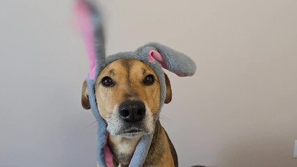 Funny dog in bunny costume with slowly moving ears looking at camera. close-up video of mongrel pet dressed for celebration, ideal for Easter content, party promos. dog applauds with ears