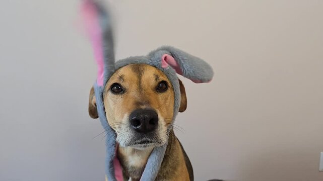 Funny dog in bunny costume with slowly moving ears looking at camera. close-up video of mongrel pet dressed for celebration, ideal for Easter content, party promos. dog applauds with ears