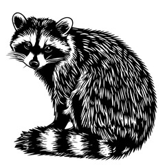 Obraz premium An artistic rendering captures a curious raccoon, its masked face peering out with engaging interest.