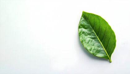Obraz premium One fresh bay leaf isolated on white
