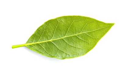 Obraz premium One fresh bay leaf isolated on white