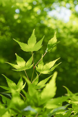 5月の野山 輝く木の葉03