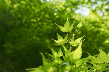 5月の野山 輝く木の葉04