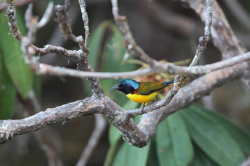 The green-tailed sunbird (Aethopyga nipalensis nipalensis) or Nepal yellow-backed sunbird is a species of bird in the family Nectariniidae. This photo was taken in North India.