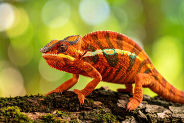 Fototapeta premium Chameleon Blending with Nature Brightly Displaying its Vibrant Hues
