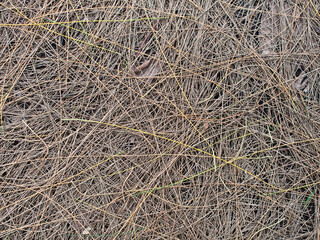 Seasonal pine needles piled up on the ground