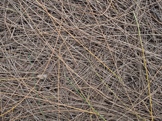 Seasonal pine needles piled up on the ground
