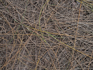 Seasonal pine needles piled up on the ground