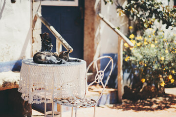 Cozy sunlit scene with a tabby cat in selective focus sleeping on a lace-covered round table beside a vintage white metal chair, rustic blue door and yellow flowers; copy space area on the right