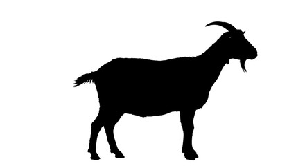 Goat Silhouette Standing Isolated on White Background