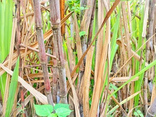 sugarcane plants on plantations filled with weeds
