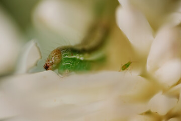 Macro shot of green caterpillar on white flower petals