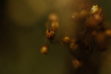 Macro shot of flower turn to brown