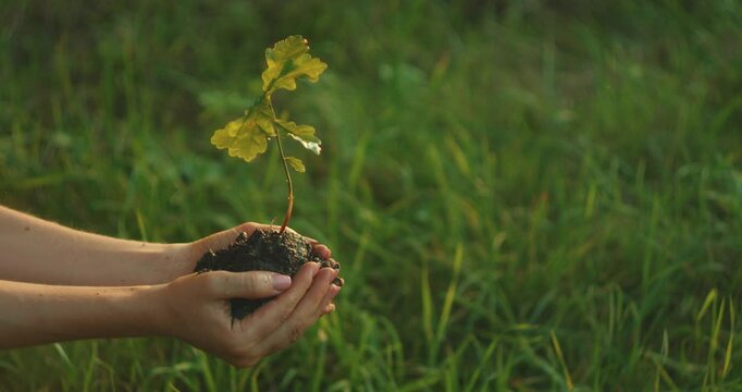 Closeup of hands holding a young oak sapling with soil over a grassy field in sunlight
