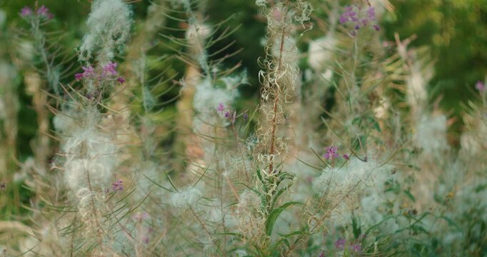Wild forest flowers fireweed releasing fluffy seeds on a breezy summer afternoon