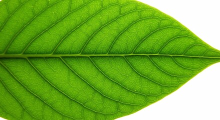Obraz premium Green Leaf Close Up with Visible Veins