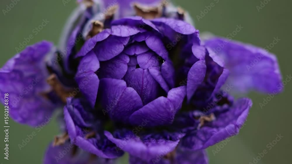 Poster close-up video of a budding flower with a shallow depth of field. the macro angle highlights texture