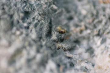 Growth of fungus or micro-organism on bread surface
