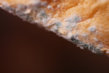 Growth of fungus or micro-organism on bread surface