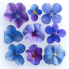 Fototapeta premium Arrangement of various delicate purple and blue flowers with visible veins on white background conveying calmness and natural beauty