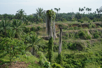 terraced greenery and dense forest stretching toward the horizon under an expansive blue sky,...