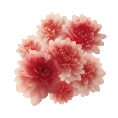 Soft Petals: A close-up captures a collection of delicate, blooming chrysanthemums in shades of light pink and coral, revealing intricate details and textures.