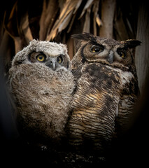 Great Horned Owl (Bubo virginianus), Northern California