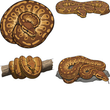 ball python