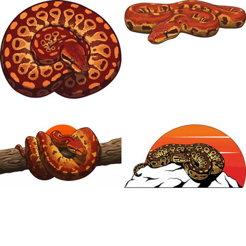 ball python