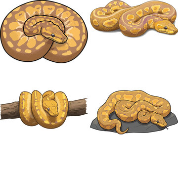 ball python