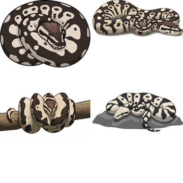 ball python