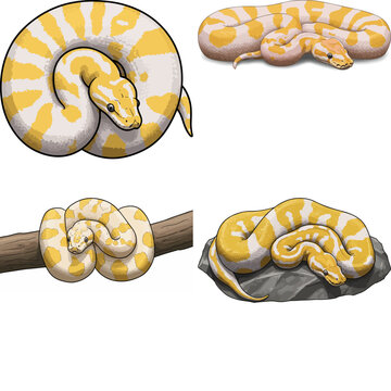 ball python