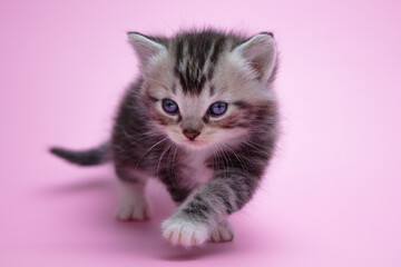 Cute Playful Tabby Kitten Young Baby Cat with Blue Eyes on Pink Background