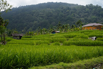 Lush green rice fields surrounded by dense forests and rolling hills