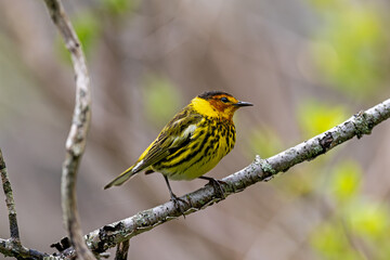 Cape May Warbler in thick undergrowth. It is a small warbler with a sharp bill that is very slightly downcurved. Bright adult males are yellow below with black streaks, orange cheek patch. 
