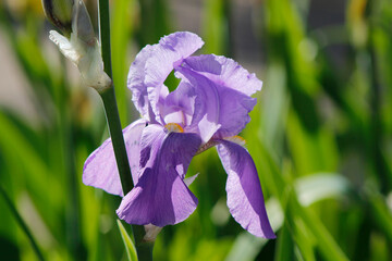 iris flowers in spring