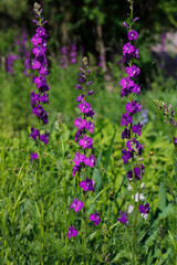 flowers of the larkspur (delphinium)