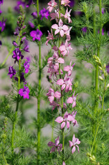 pink and purple flowers of the larkspur (delphinium)