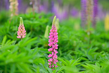 カラフルなルピナス