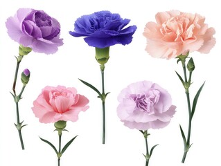 Obraz premium Various flowers carnation flower variety in full bloom floral arrangement on green stems