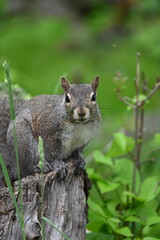 Squirrel
