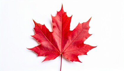 Red maple leaf on white background. Autumn red leaf. Maple leaf. Macro leaf. Foliage.