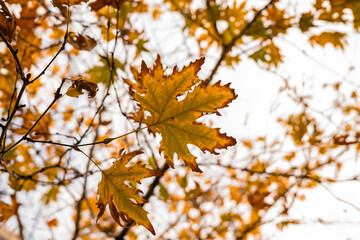 Autumn oak leaves in a vibrant fall landscape