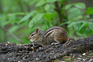 Chipmunk