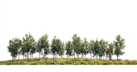 Row of trees on a grassy hill against a white background. Lush green foliage and grass cover a slight incline, creating a horizontal line of trees