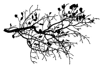 Illustration, silhouette of oak branch on white background
