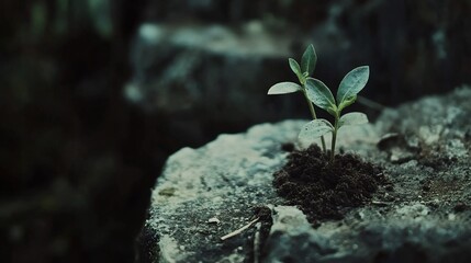 Smart agriculture powered IoT sensors for soil moisture climate tracking and crop optimization