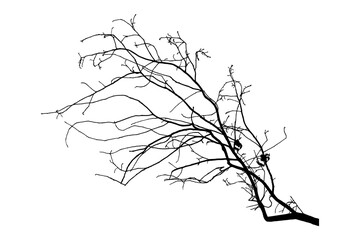 Illustration, silhouette of oak branch on white background